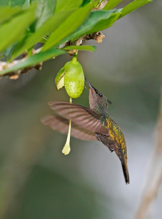 Antillean Crested Hummingbird, Colibrí Crestado Antillano