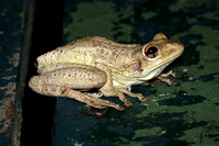 Cuban Tree Frog, Osteopilus septentrionalis_Rana Arborícola Cubana