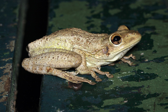 Cuban Tree Frog, Rana Arboricola Cubana