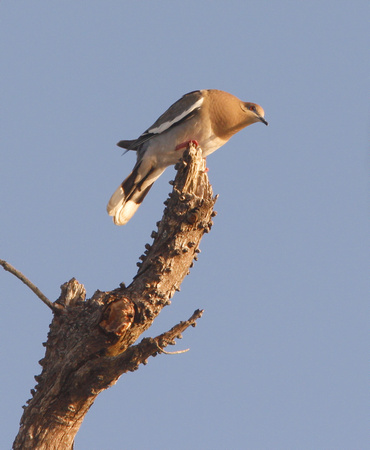 White-winged Dove, Tórtola Aliblanca