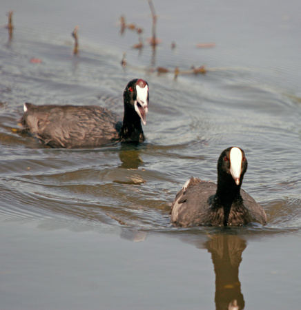 Caribbean and American Coots, Gallinazos