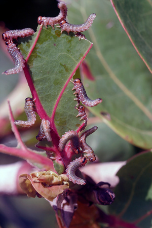 Krug's sawfly, Sericocera krugii, Larvae, Feeding on Sea Grape Plant..