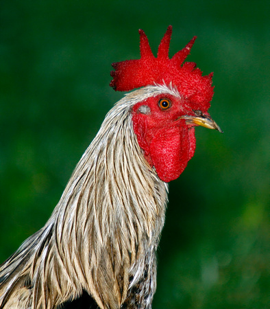 Common Rooster, Gallo Común