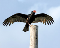 Turkey Vulture, Aura Tiñosa