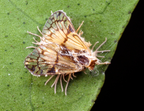 Diseased Moth