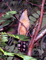 Mangrove Cuckoo, Pájaro Bobo Menor