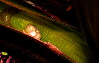 Puerto Rican Wetland Frog Eggs;  Coquí Llanero, Huevos