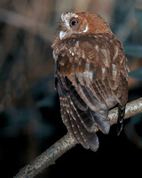 Puerto Rican Screech Owl, Múcaro