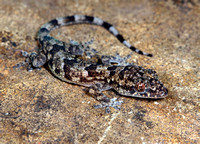 Juv. Gecko