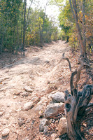 Dry Forest, Bosque Seco