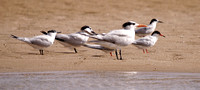 Sandwich Terns, Common Terns and Royal Tern