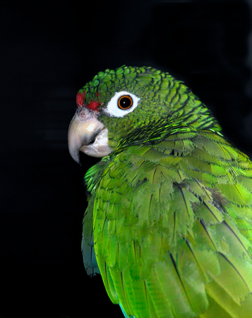 Puerto Rican Parrot, Cotorra de Puerto Rico