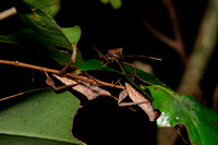 Leaf-footed Bugs
