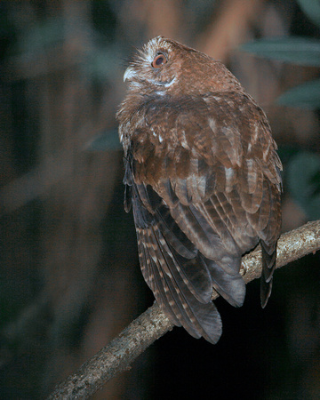Puerto Rican Screech Owl, Múcaro