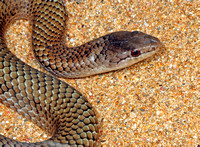 Endemic Snake