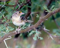 Grasshopper Sparrow, Gorrión Chicharra