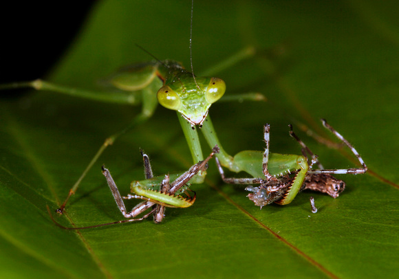 Praying Mantis Feeding on Assassin Bug