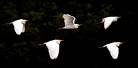 Cattle Egrets, Garza Ganaderas
