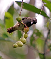 Black-faced Grassquit Feeding on Fruit, Gorrión Negro Comiendo Fruta