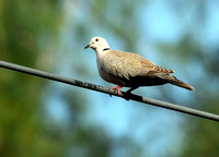 Ringed Turtle-Dove, Tórtola Collarina