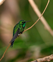 Puerto Rican Emerald, Zumbadorcito
