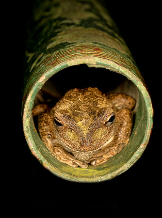 Cuban Tree Frog, Rana Arborícola Cubana