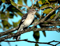 Northern Mockingbird, Ruiseñor
