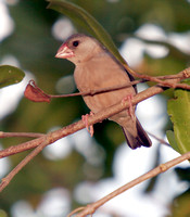 Java Sparrow, Gorrión de Java
