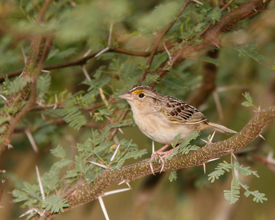 Grasshopper Sparrow, Gorrión Chicharra