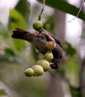 Black-faced Grassquit Feeding on Fruit, Gorrión Negro Comiendo Fruta