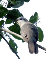 Mangrove Cuckoo, Pájaro Bobo Menor