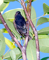 Black-faced Grassquit, Gorrión Negro