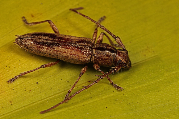 Cerambycid Beetle