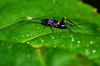 Ichneumon Wasps, Enicospilus sp. (Ophioninae)