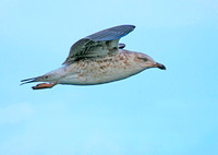Lesser Black-backed Gull, Gaviota Sombría