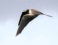 Magnificent Frigatebird, Tijereta