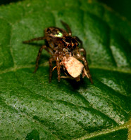Jumping Spider with Prey