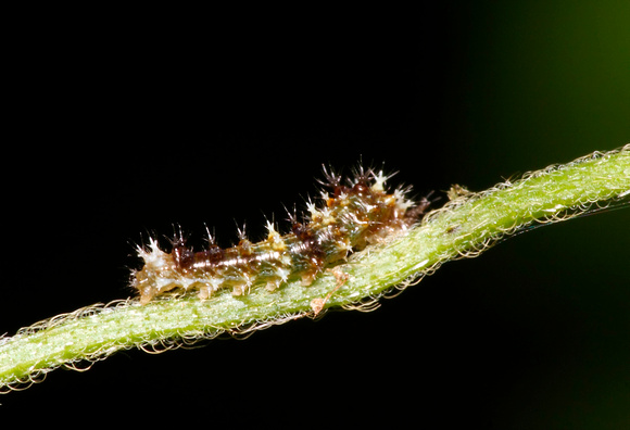 Catterpillar
