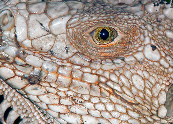 Iguana Eye