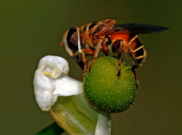 Fly, Bee Mimic