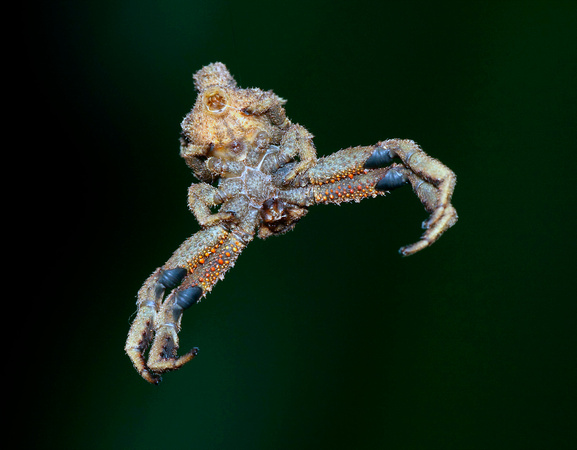 Bark Crab Spider, back view