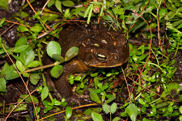 Cane or Marine Toad
