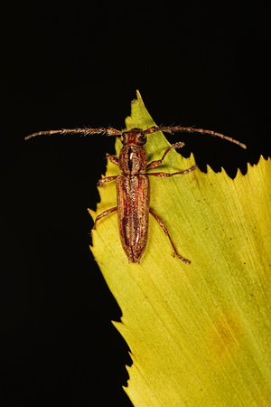 Cerambycid Beetle