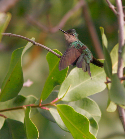 Antillean Crested Hummingbird, Zumbadorcito Crestado