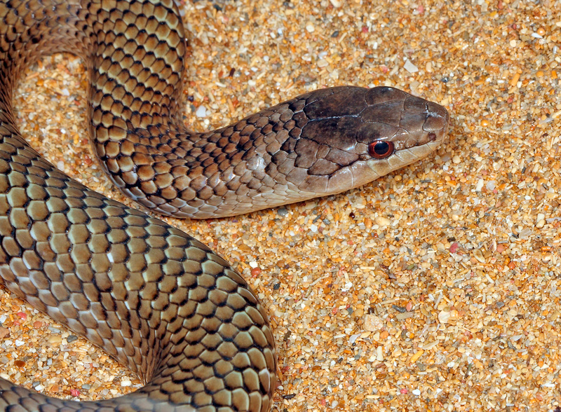 puerto-rico-wildlife-alfredo-col-n-snakes-of-puerto-rico