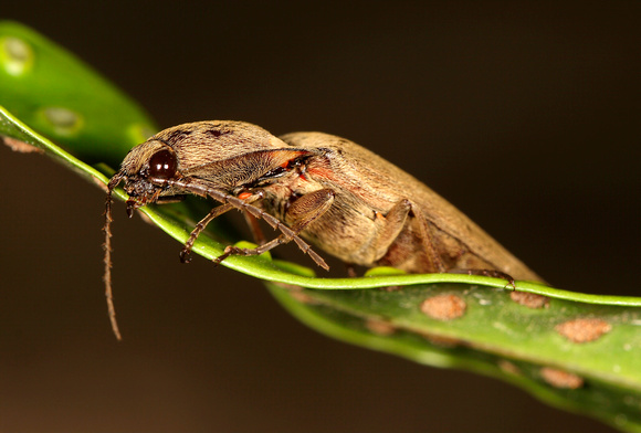 Cerambycid Beetles