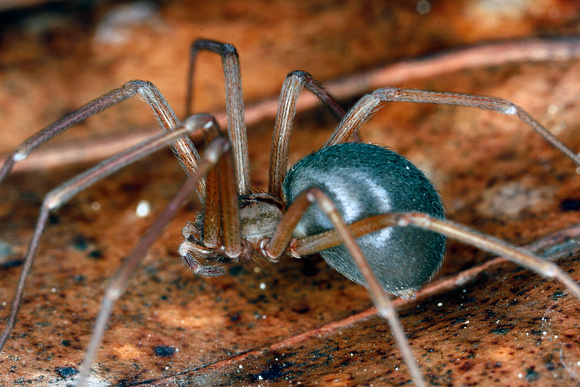 puerto rico spiders