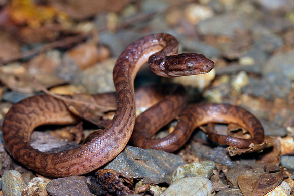 Puerto Rico Wildlife: Alfredo Colón 