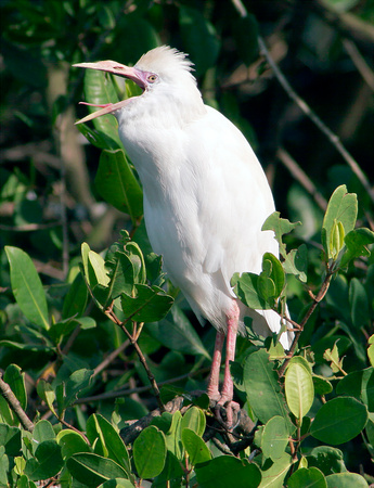 Cattlle Egret, Garza Ganadera
