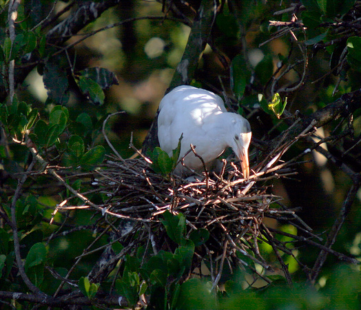 Cattle Egret in Nest, Garza Ganadera en Nido